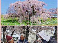 20220405桜のお花見_最終章
