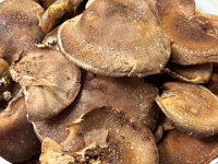 20251119しいたけ