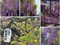20260426藤祭り
